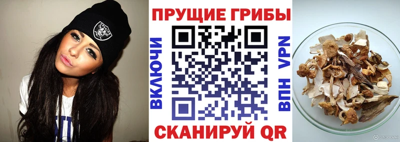 Галлюциногенные грибы Psilocybine cubensis  купить  цена  Оханск 